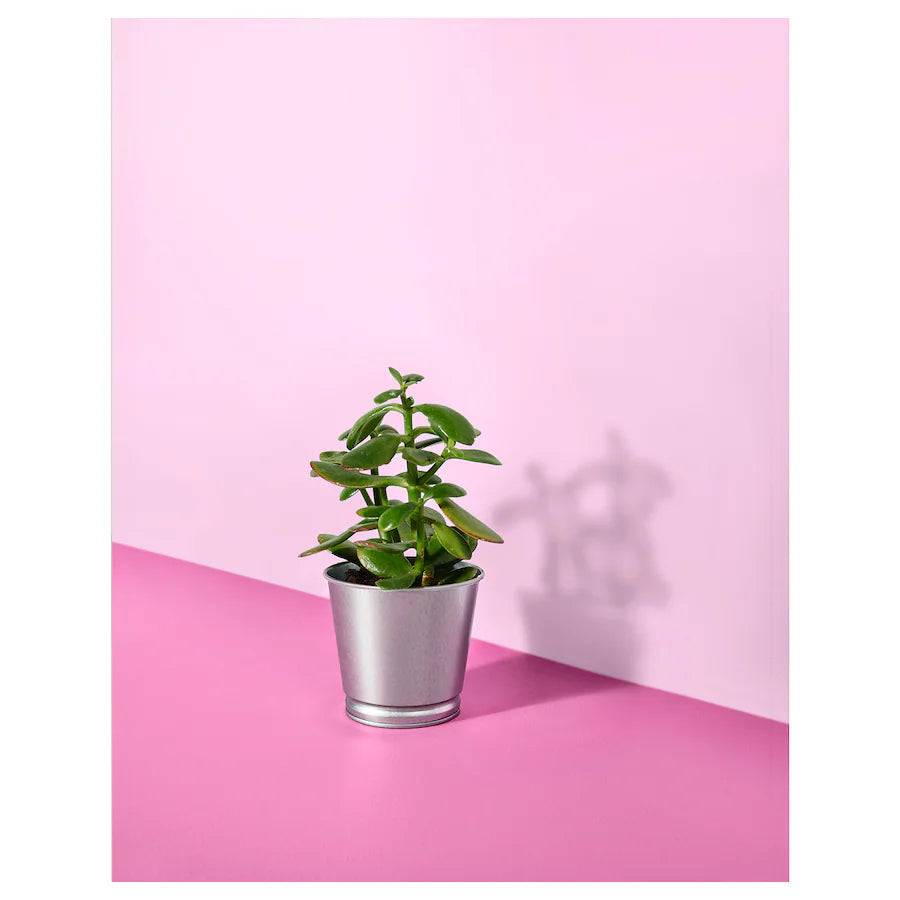 IKEA BINTJE Plant pot, galvanised, 9 cm