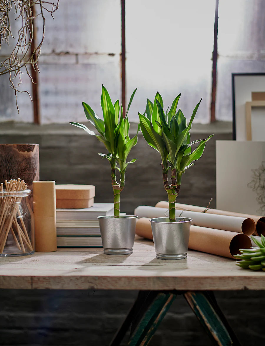 IKEA BINTJE Plant pot, galvanised, 9 cm