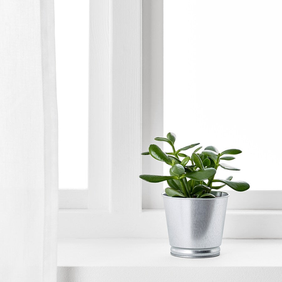 IKEA BINTJE Plant pot, galvanised, 9 cm